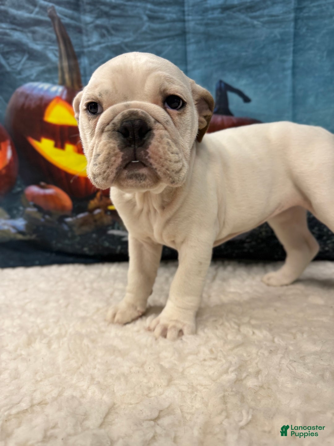 English Bulldog dogs for sale: Mayo - Ad 2