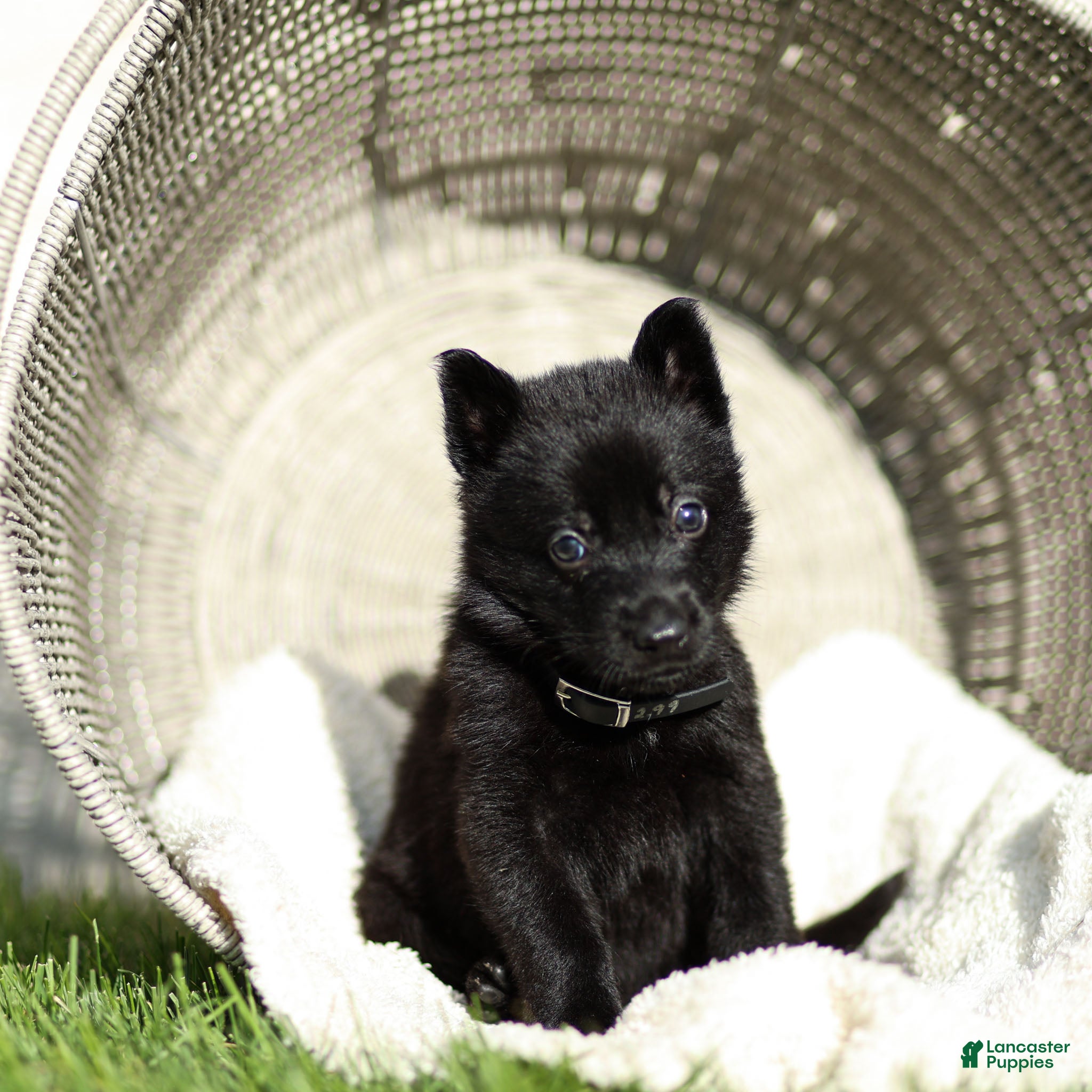 German Shepherd dogs Faye German Shepherd  - Ad 2