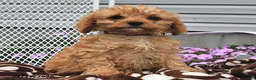 Cavapoo dogs for sale: Candy - Ad 4