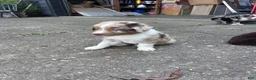 Australian Shepherd dogs for sale: Australian Shepherd 3 - Ad 2