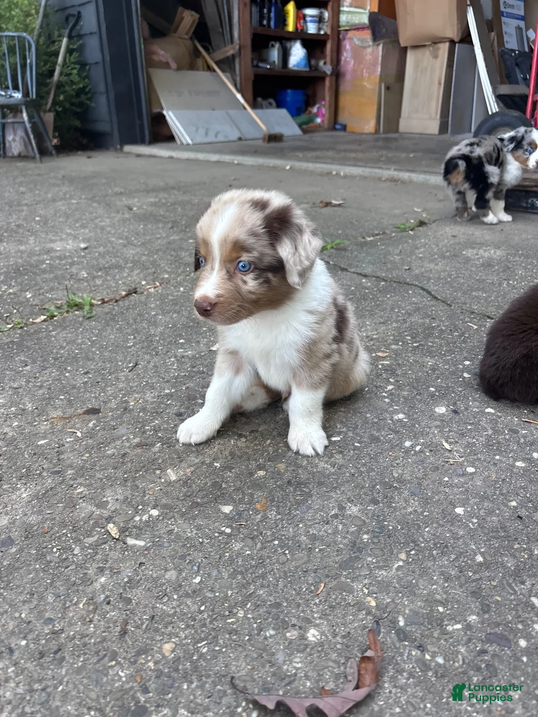 Australian Shepherd dogs for sale: Australian Shepherd 3 - Ad 2