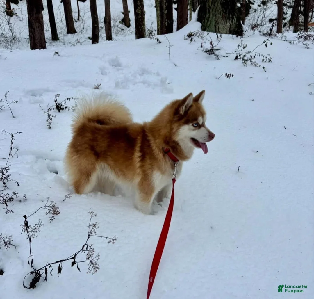 Pomsky dogs for sale: Sev - Ad 15