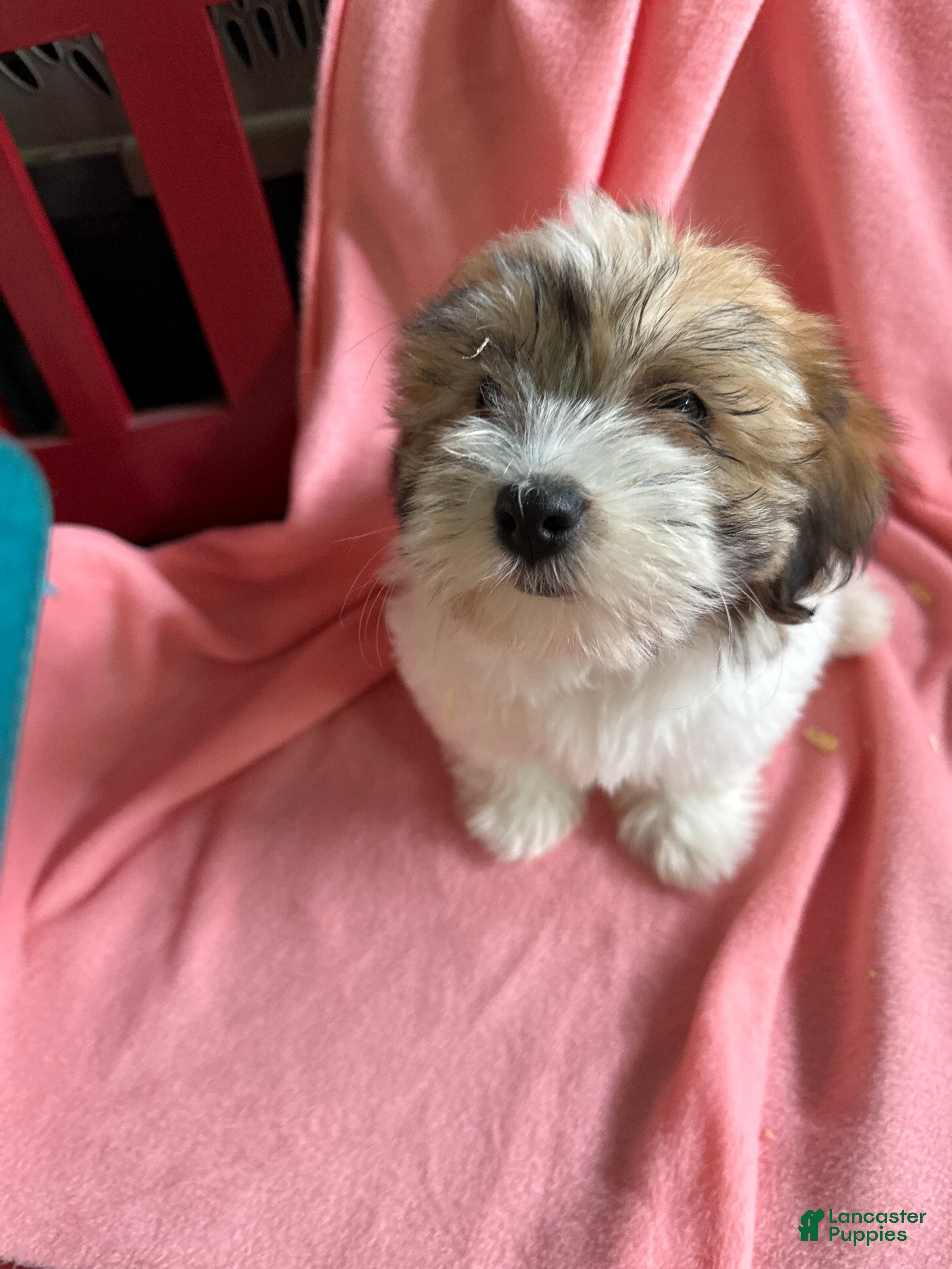Havanese dogs Havanese Puppy 6 - Ad 19