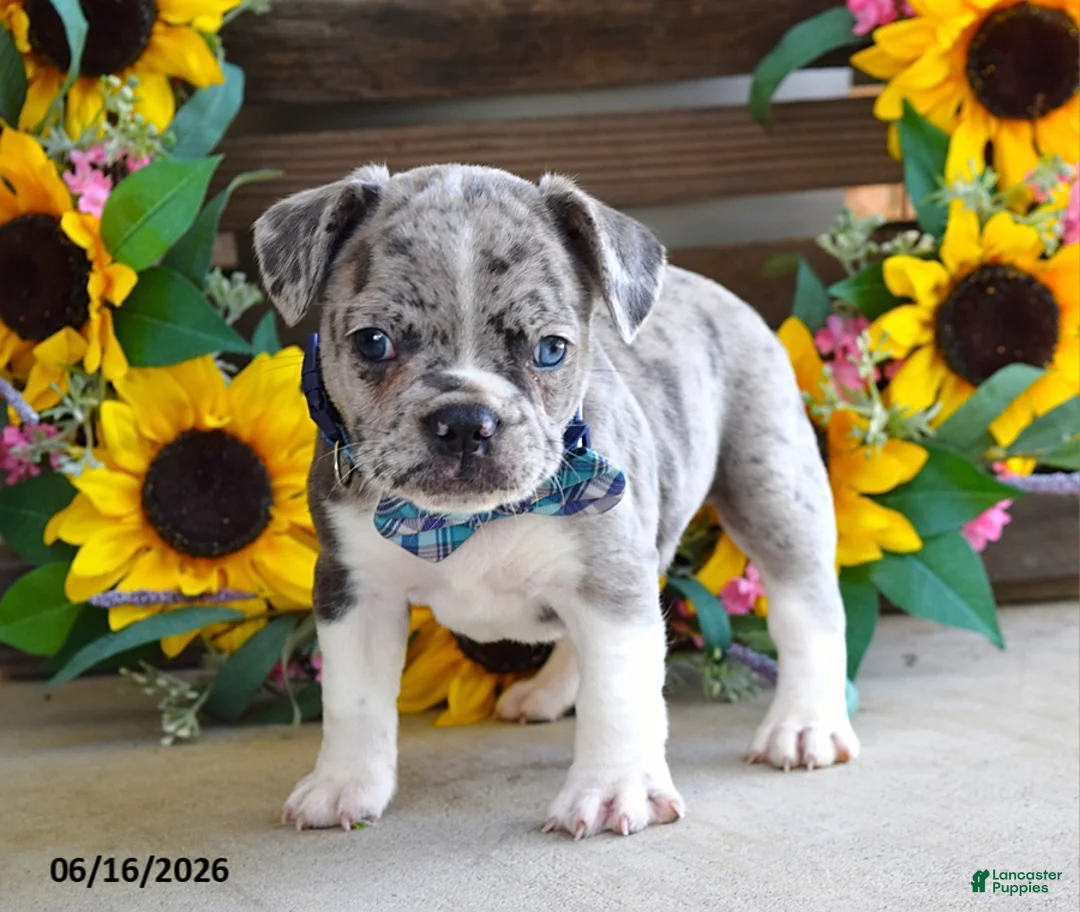Frug dogs for sale: Justin - Ad 4