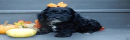 Cockapoo dogs for sale: Ellie - Ad 3