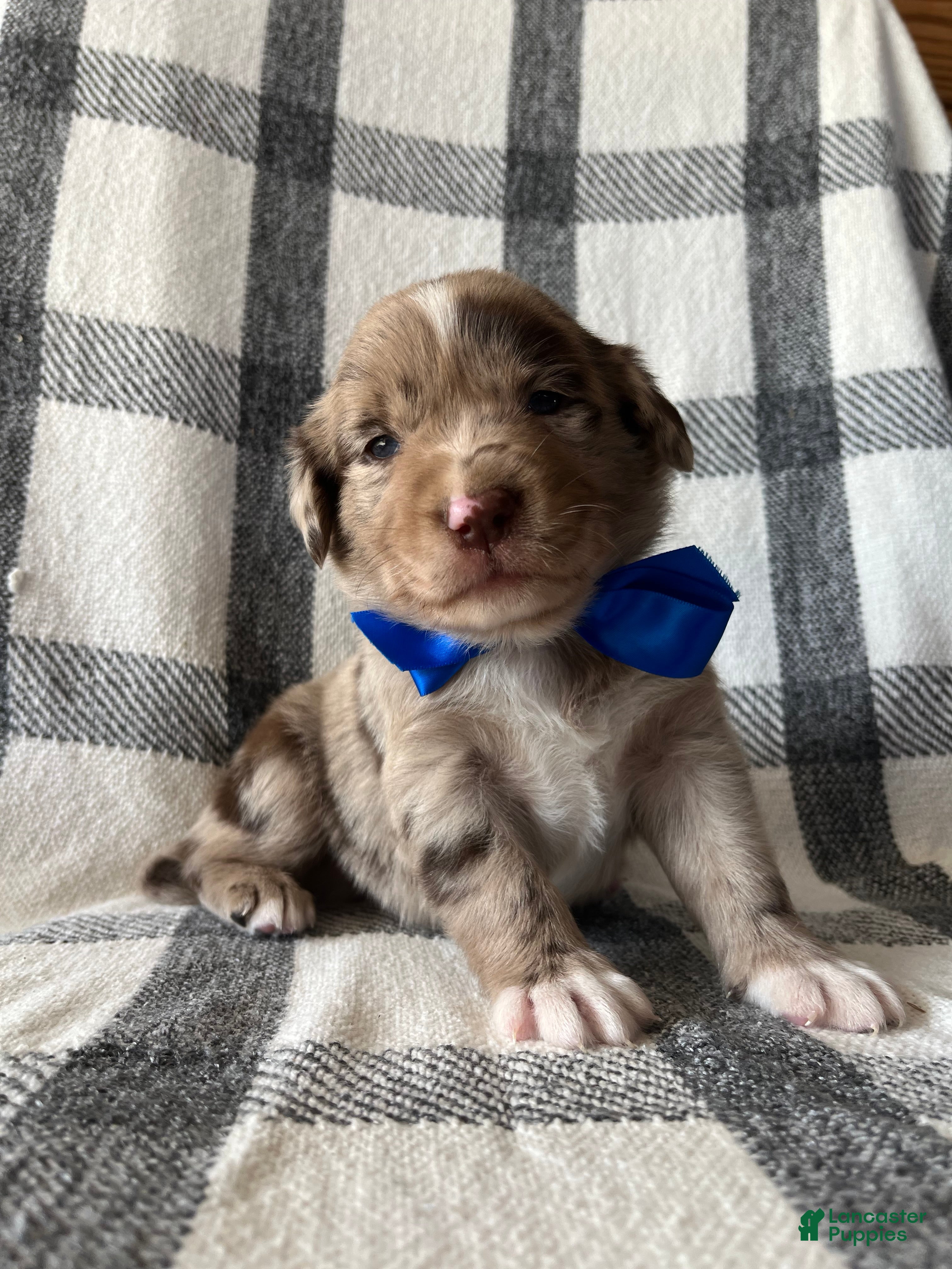 Mixed Breed dogs Tucker - Ad 1