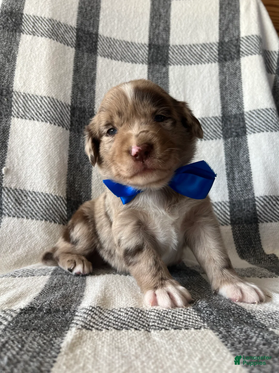 Mixed Breed dogs for sale: Tucker - Ad 1