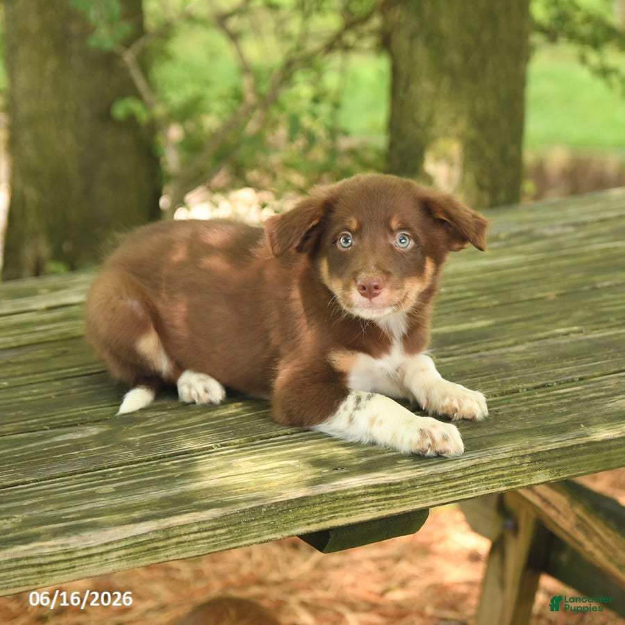 Border Collie dogs Freddie - Ad 2