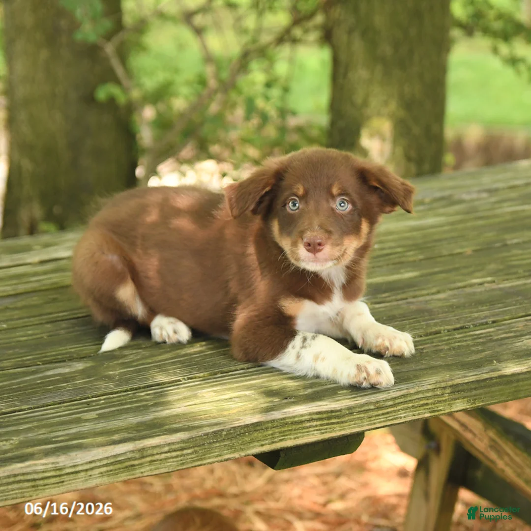 Border Collie dogs for sale: Freddie - Ad 2