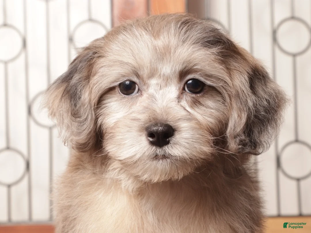 Shihpoo dogs for sale: Remy Gray Merle Male Shihpoo - Ad 2