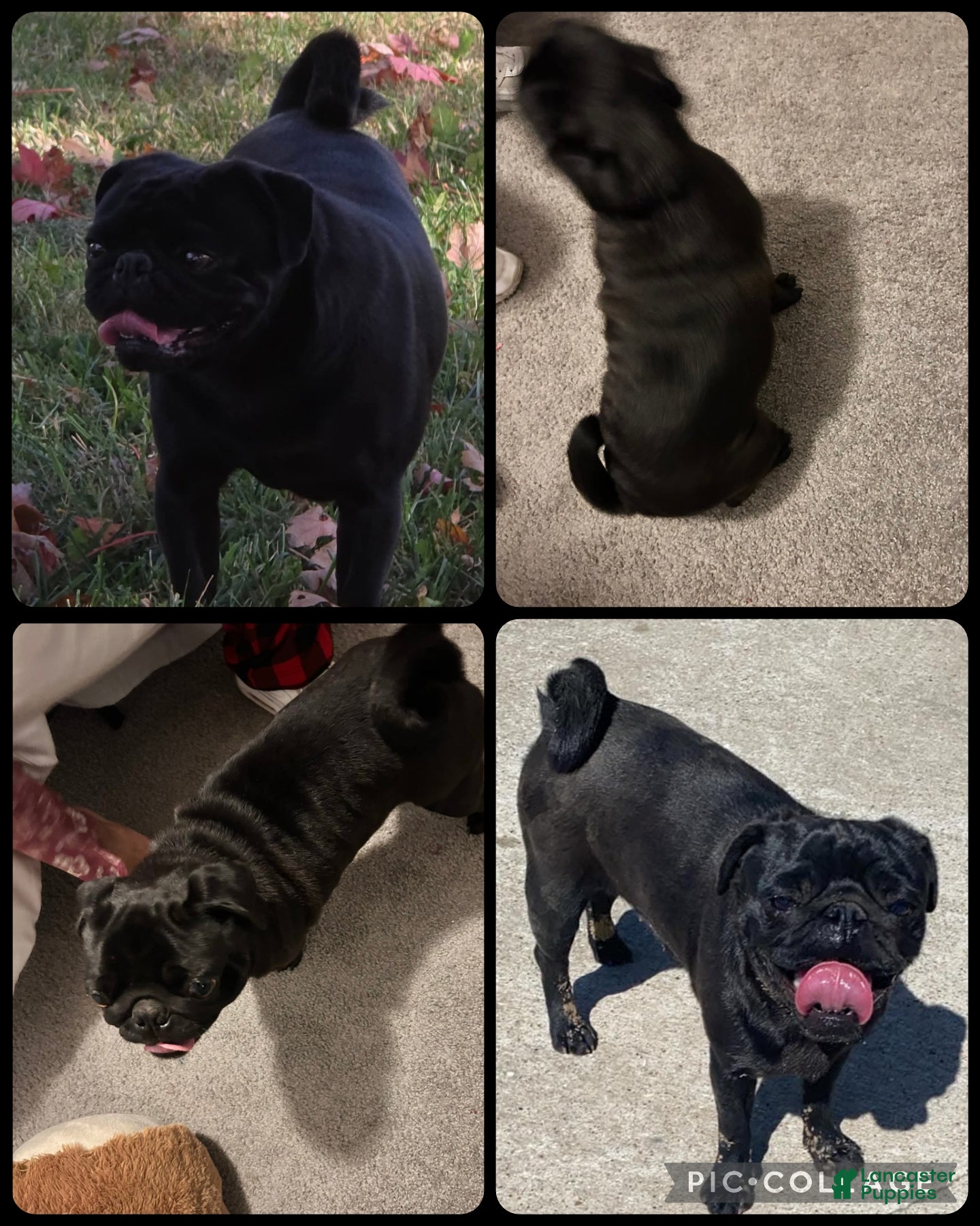 Pug dogs Layla - Ad 33