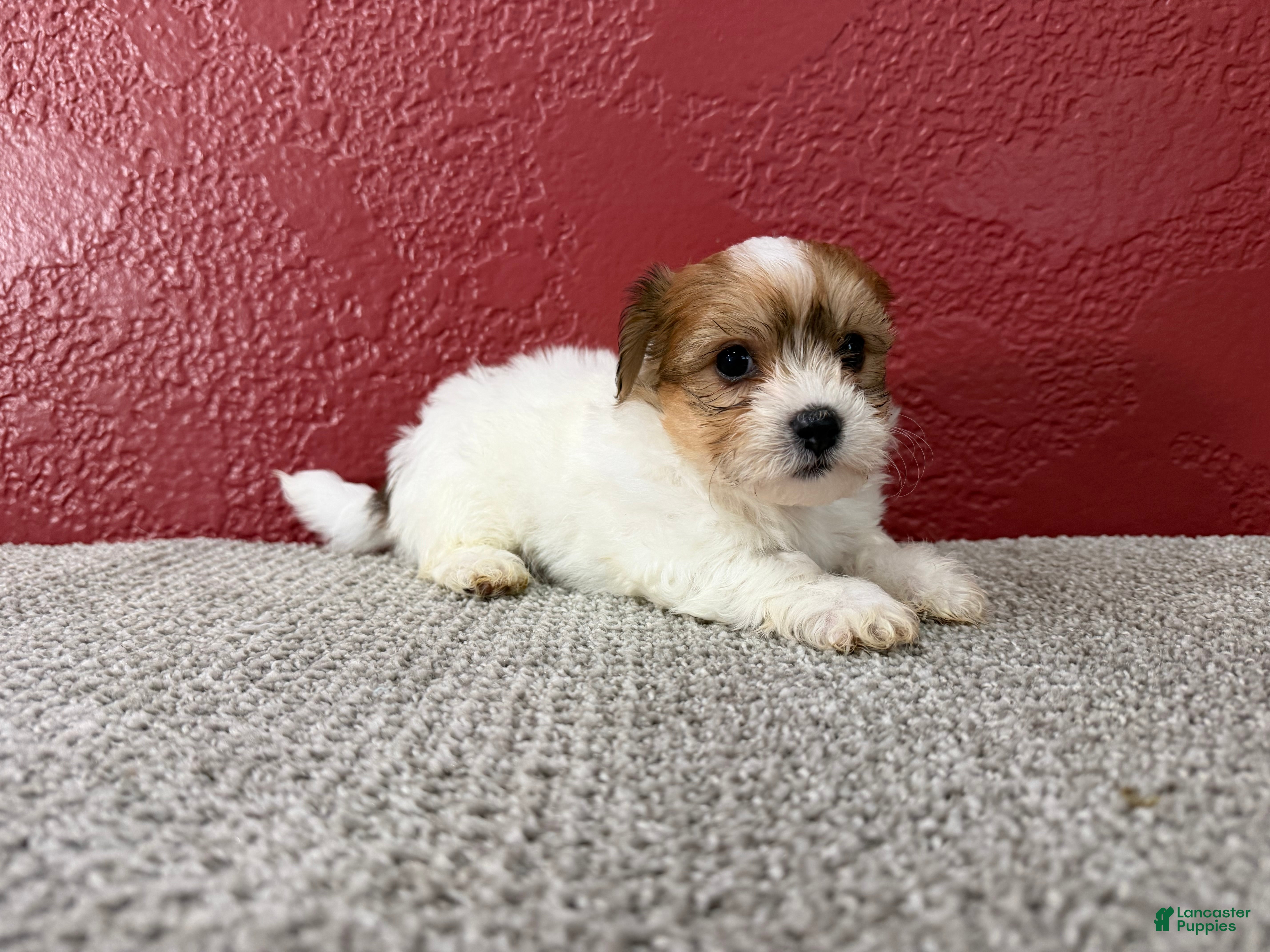 Teddy Bear dogs Jasper - Ad 2