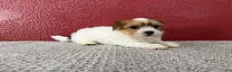 Teddy Bear dogs for sale: Jasper - Ad 2