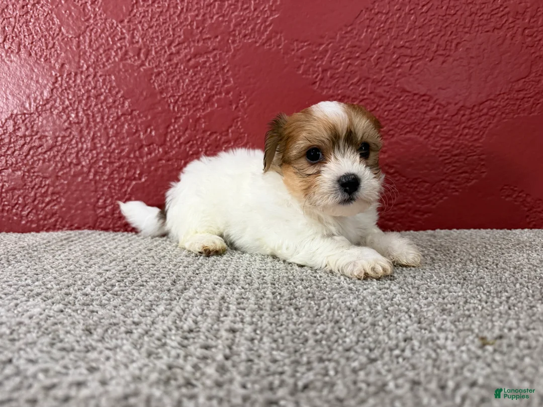 Teddy Bear dogs for sale: Jasper - Ad 2