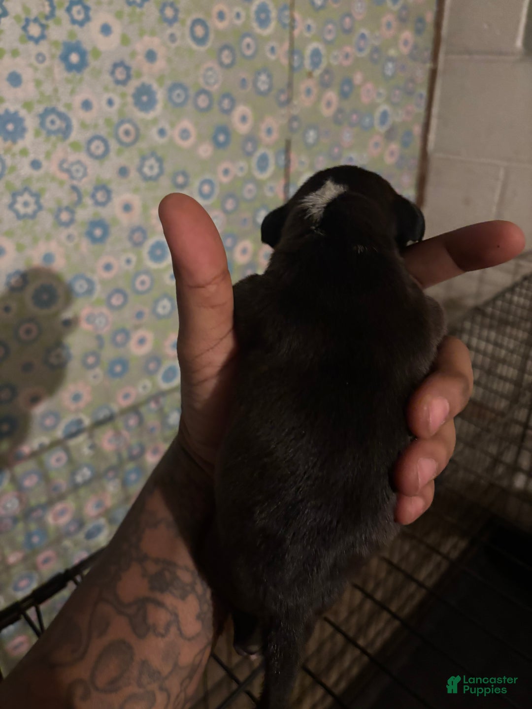 American Staffordshire Terrier dogs for sale: American Staffordshire Terrier Puppy 6 - Ad 2