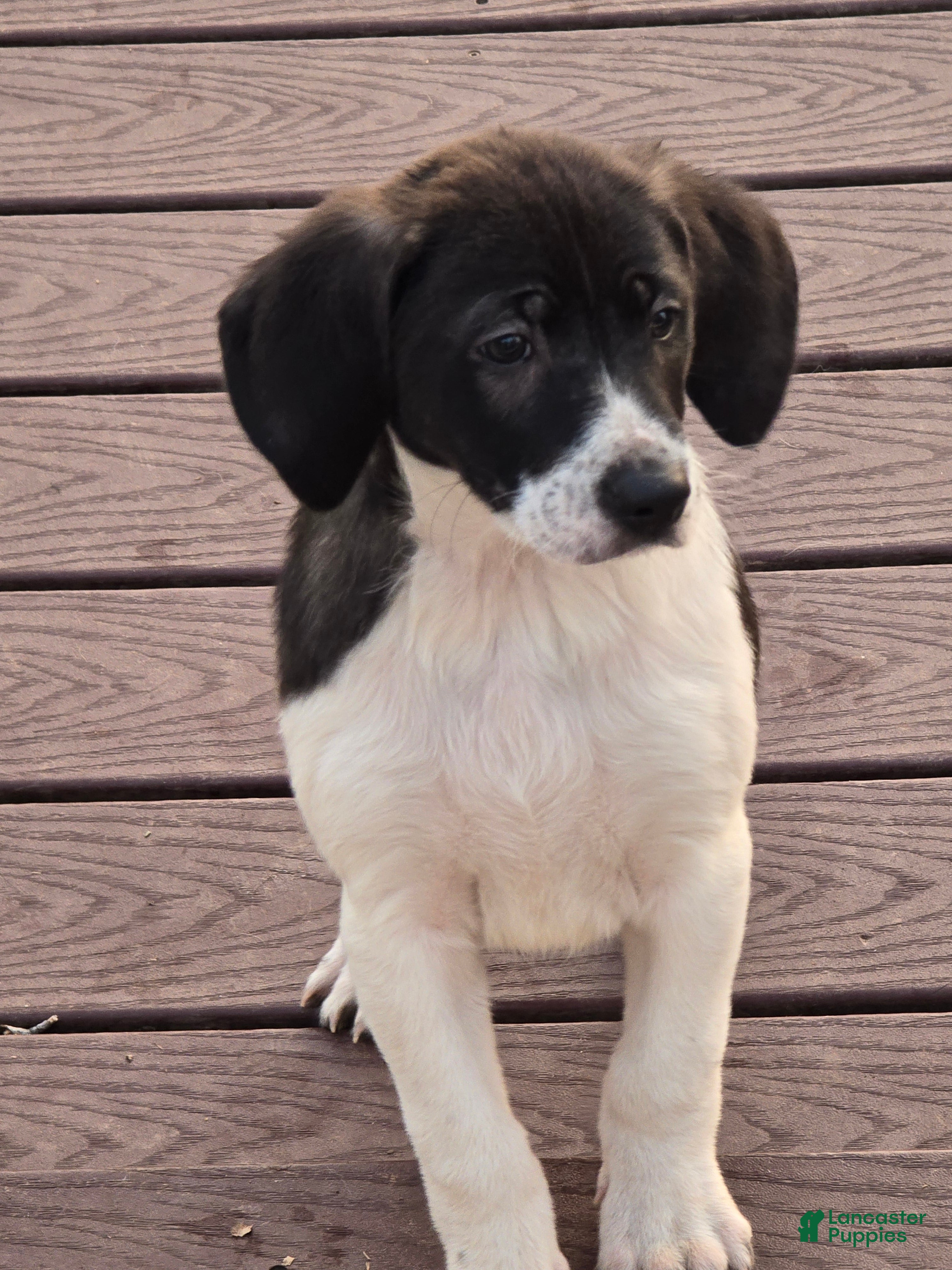 Other breed dogs Chocolate  - Ad 2