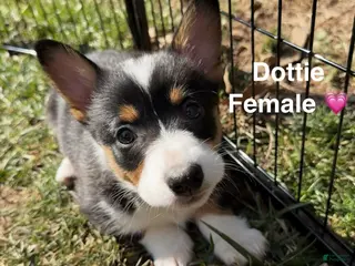 Welsh Corgi Pembroke dogs Dottie - Ad 28