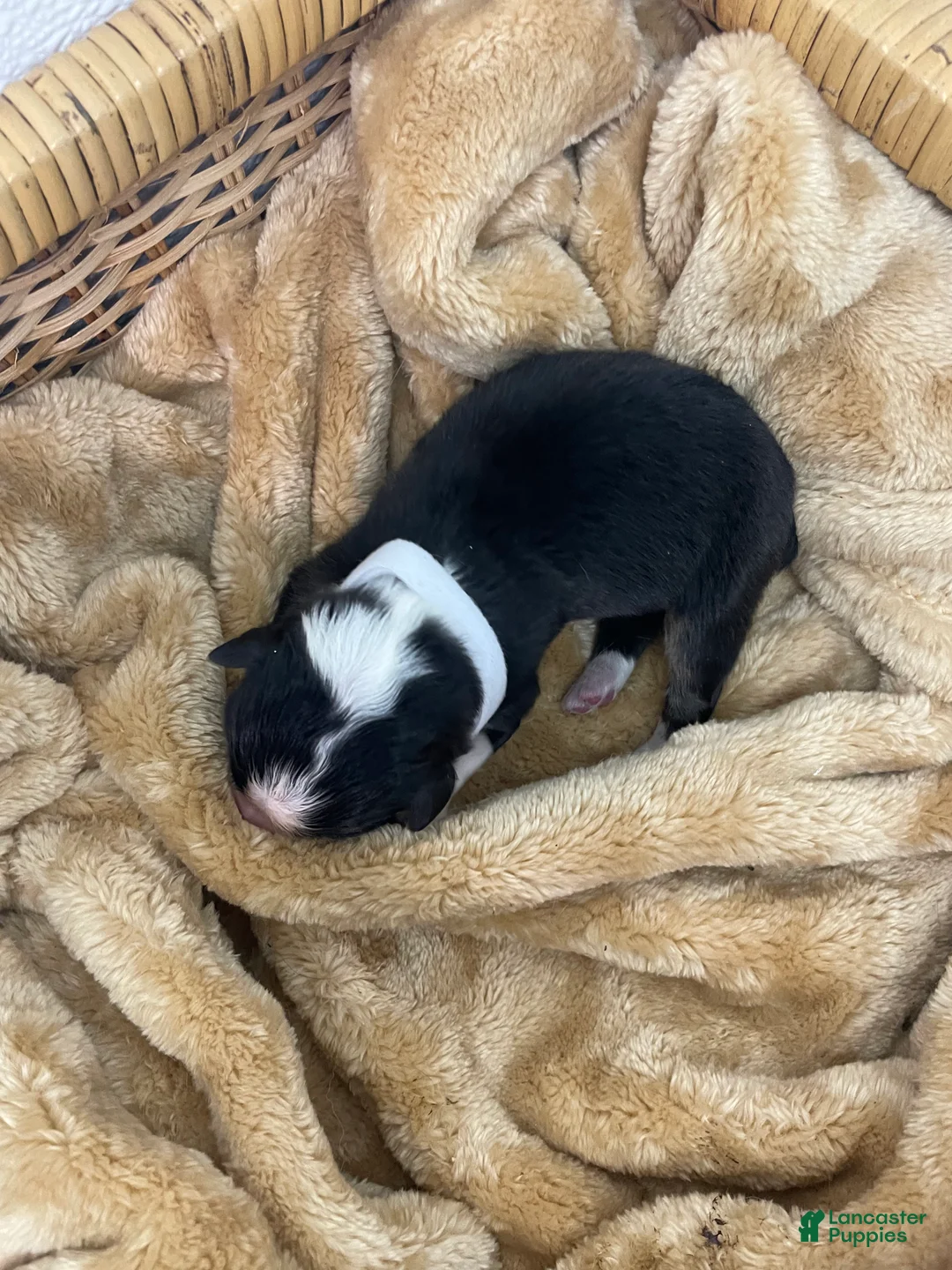 Australian Shepherd dogs for sale: Australian Shepherd- Gidget - Ad 2