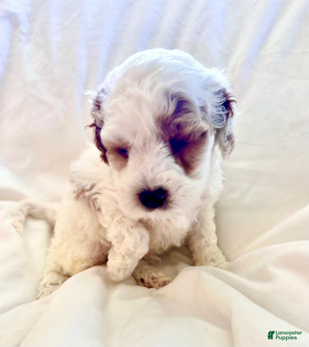 Cavapoo dogs for sale: Lucky 🍀  - Ad 2