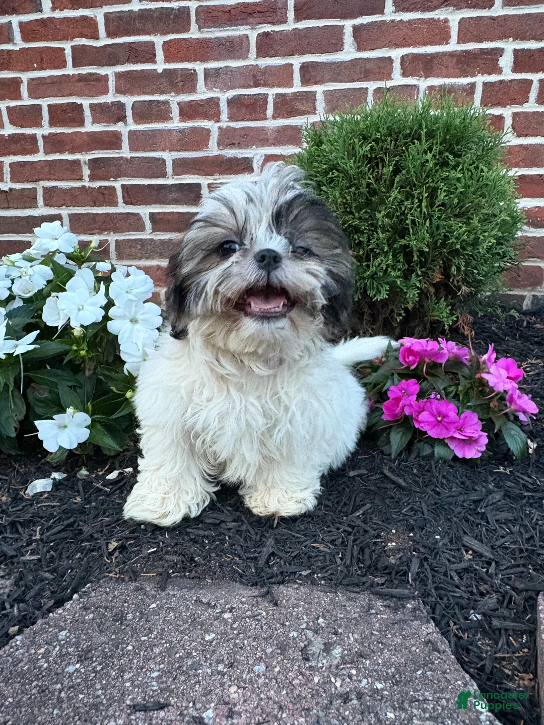 Shih Tzu dogs for sale: Annie - Ad 2