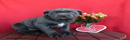 Cane Corso dogs for sale: Laura - Ad 2