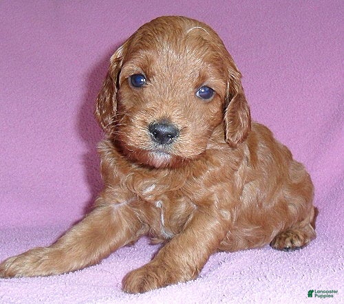 Cockapoo dogs Annie - Ad 41