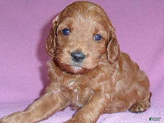 Cockapoo dogs Annie - Ad 39