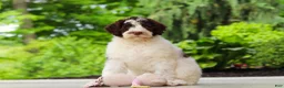 Portuguese Water Dog dogs for sale: Lindsey - Ad 6
