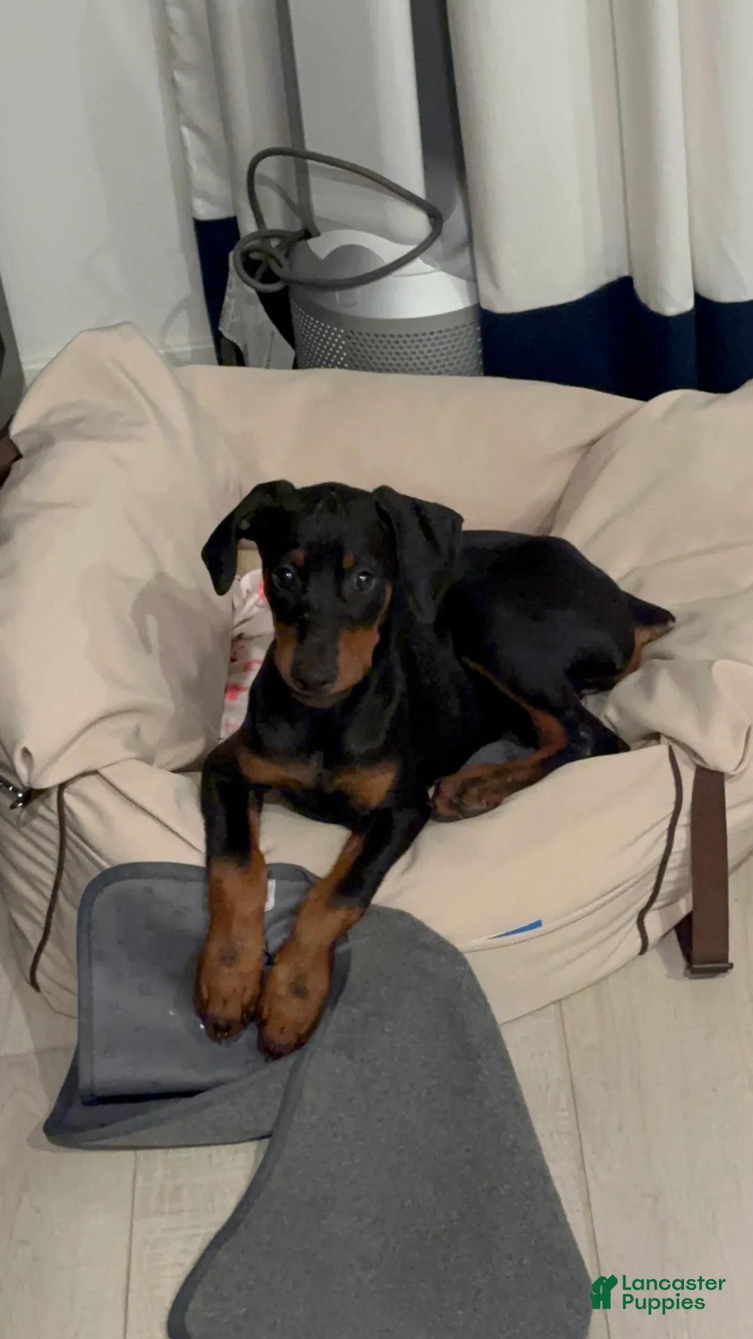 Doberman Pinscher dogs for sale: Kobe - Ad 6