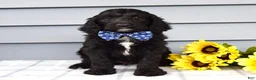 Labradoodle dogs for sale: Conner - Ad 7