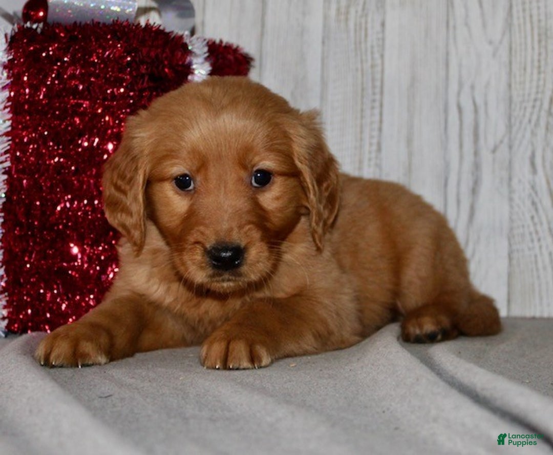 Golden Retriever dogs for sale: Patti - Ad 8