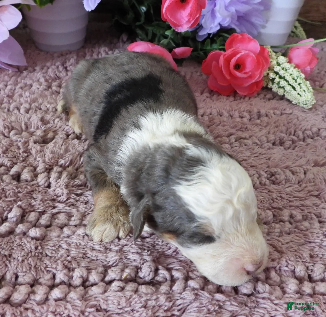 Mini Bernedoodle dogs for sale: #10 Male (Splash's) - Ad 2