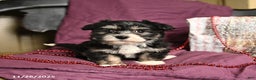 Havanese dogs for sale: Clover  - Ad 3