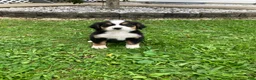Bernese Mountain Dog dogs for sale: Akc Melissa - Ad 3