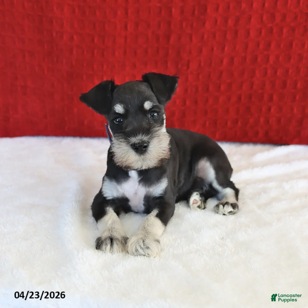 Miniature Schnauzer dogs for sale: Fluff  - Ad 1