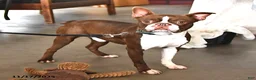 Boston Terrier dogs for sale: Tammy - Ad 7