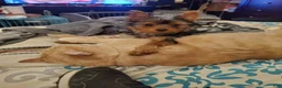 Yorkshire Terrier dogs for sale: Cody - Ad 4