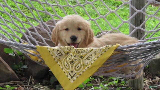 Golden Retriever dogs Amber - Ad 1