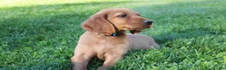 Mixed Breed dogs for sale: cooper - Ad 4
