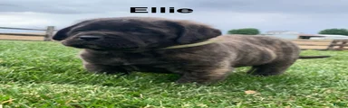 Ellie