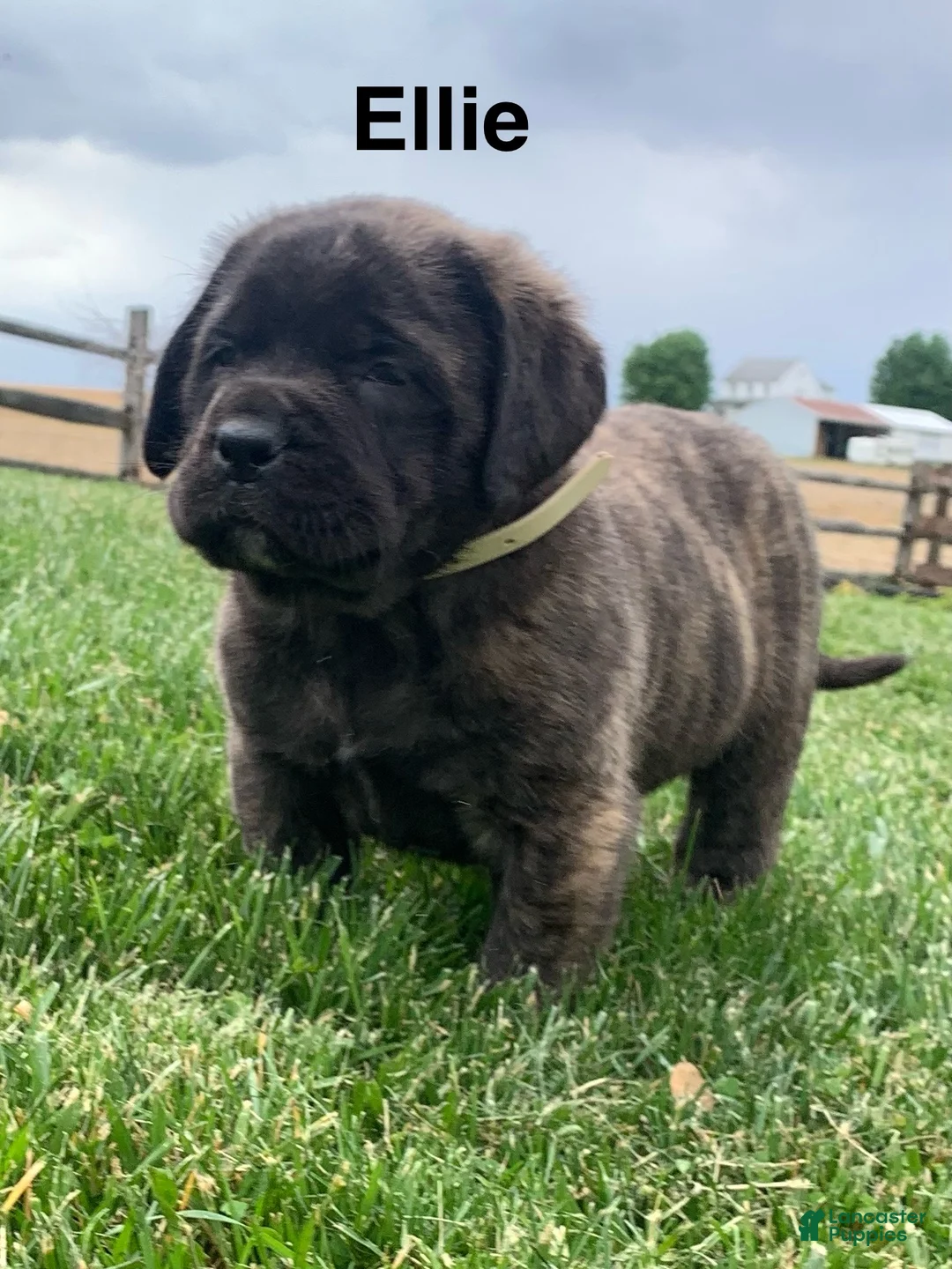 English Mastiff dogs for sale: Ellie - Ad 1