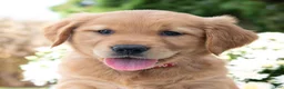 Golden Retriever dogs for sale: Grace  - Ad 4