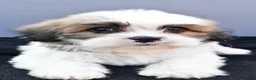 Teddy Bear dogs for sale: Tyler - Ad 4