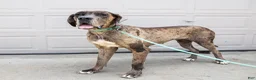 Great Dane dogs for sale: Lilac - Ad 6