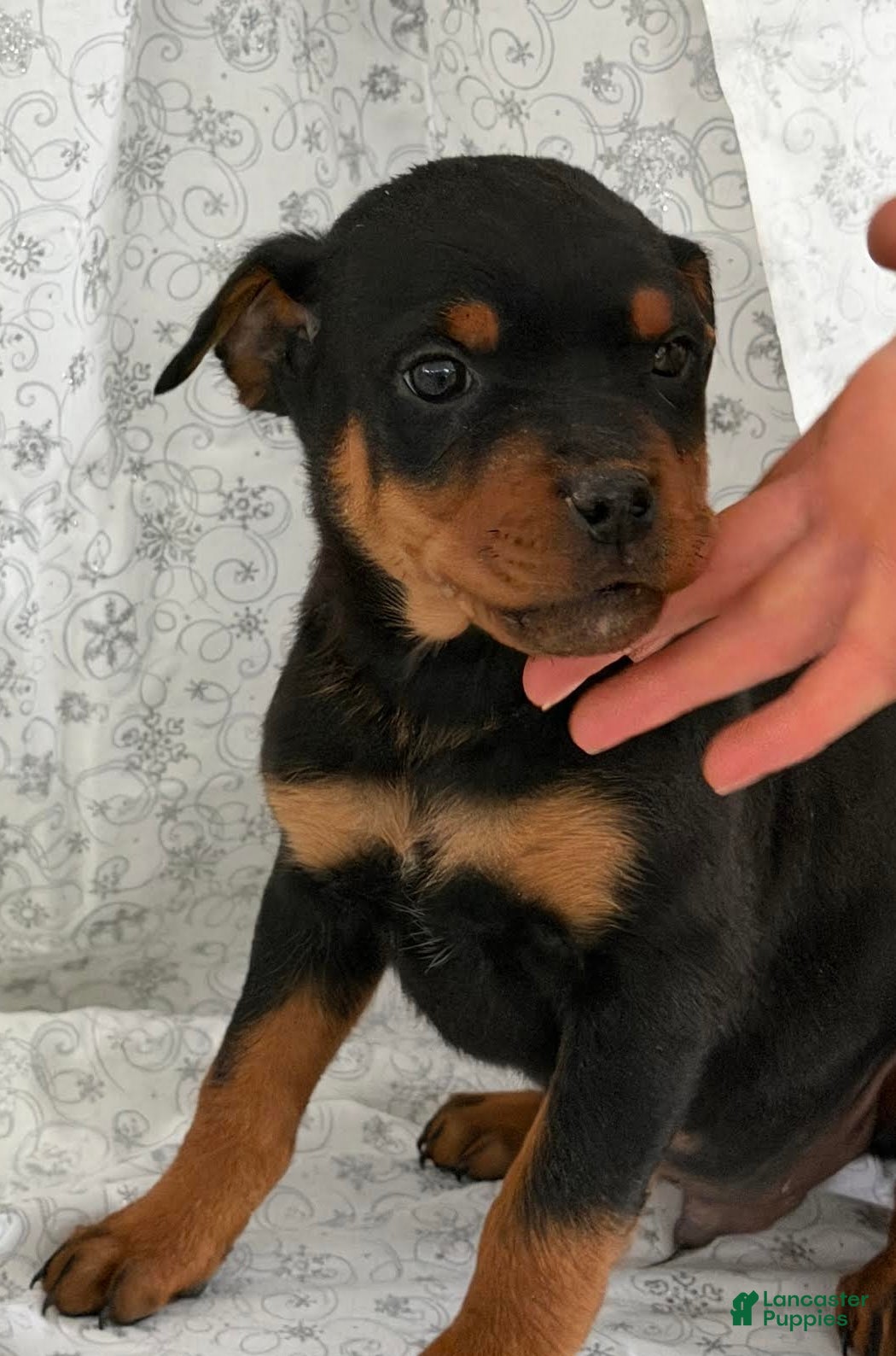 Rottweiler dogs Wendy - Ad 9