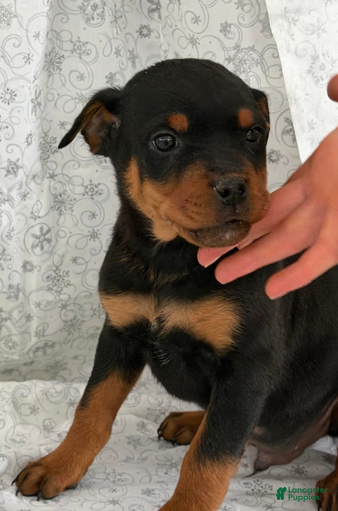 Rottweiler dogs for sale: Wendy - Ad 1