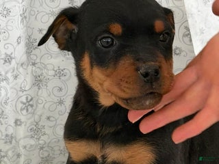 Rottweiler dogs Wendy - Ad 15