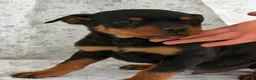 Rottweiler dogs for sale: Wendy - Ad 2
