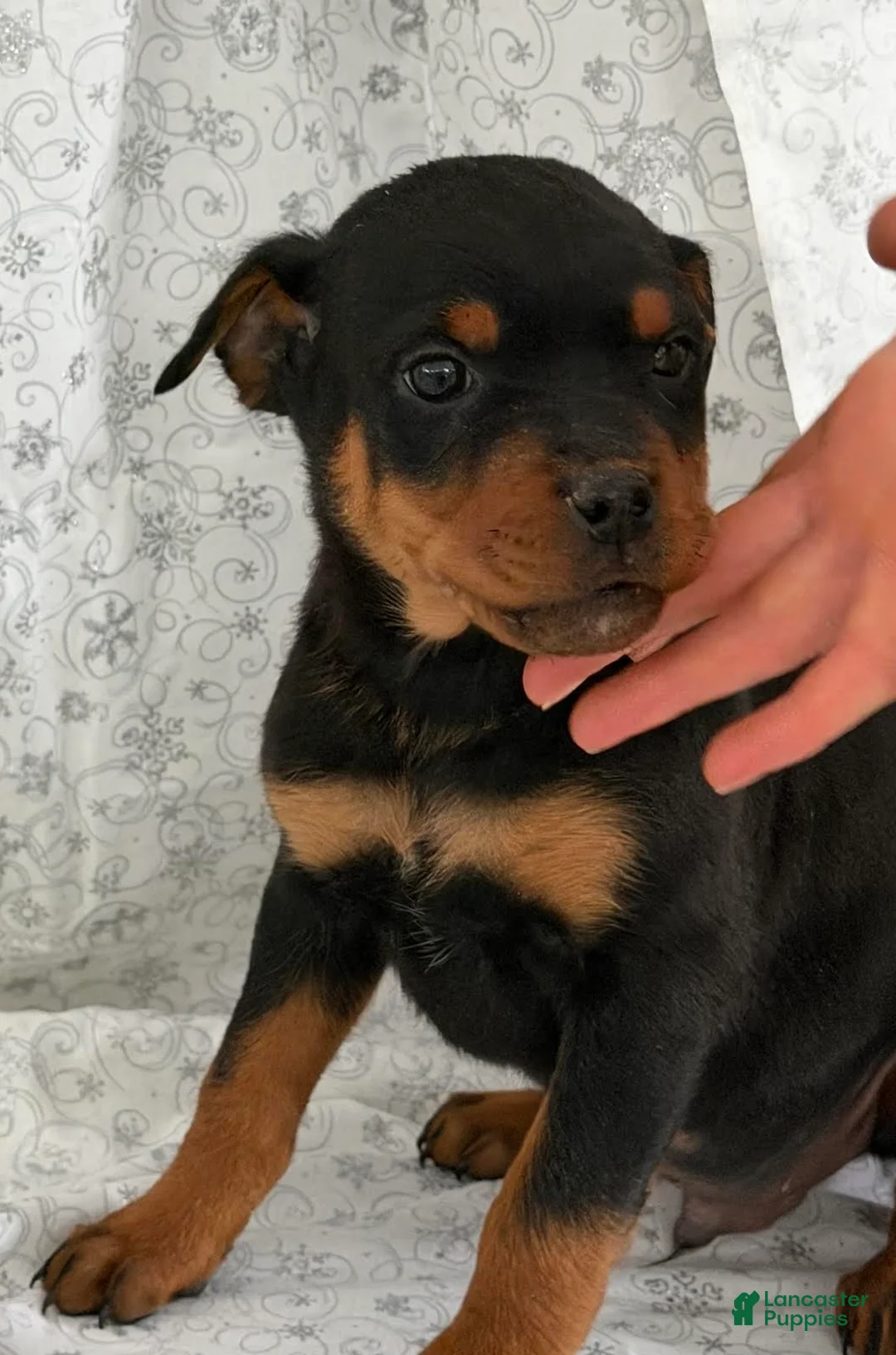 Rottweiler dogs for sale: Wendy - Ad 2