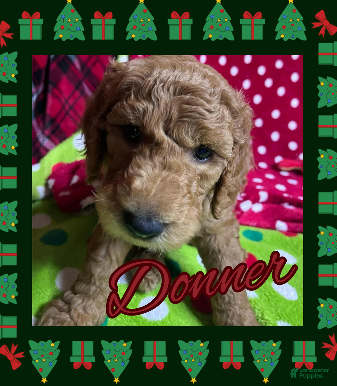 Goldendoodle dogs for sale: Cupid - Ad 8